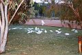 DSC_Corella (6)